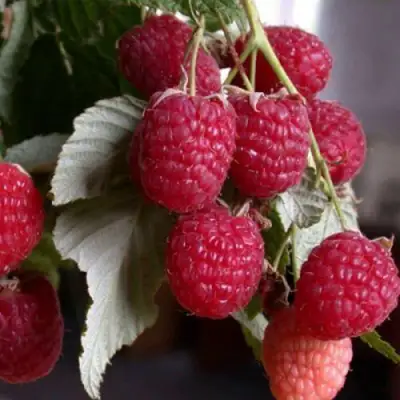 Малина ремонтантная Геракл