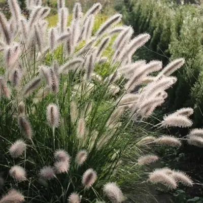 Пеннисетум ЛЕДИ Ю в Горках