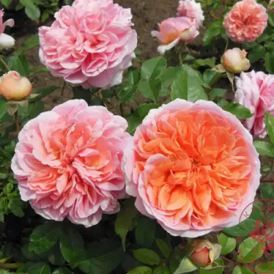 Роза ЧИППЕНДЕЙЛ чайно-гибридная в Горках