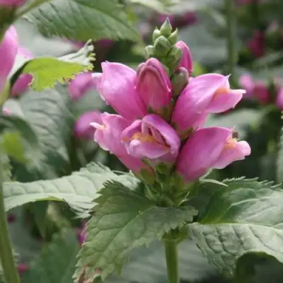 Хелоне КОСАЯ в Горках