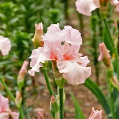 Ирис ПИНК ХОРАЙЗОН бородатый в Горках