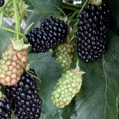 Ежевика ПРАЙМ АРК ФРИДОМ ремонтантная  в Горках