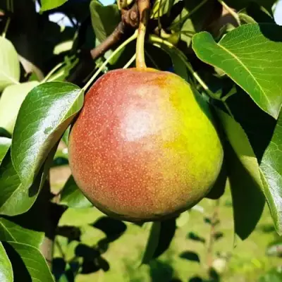 Груша КУПАЛА в Горках