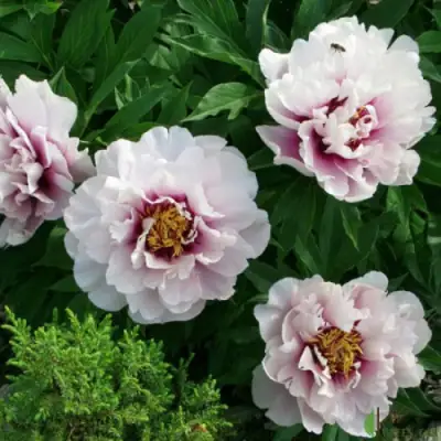 Пион КОРА ЛУИЗА ито-гибрид в Горках