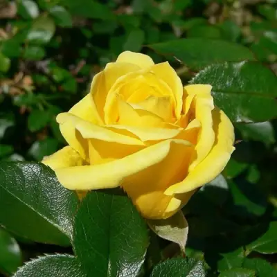 Роза ПАПИЛОН чайно-гибридная в Горках