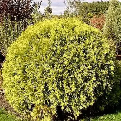 Туя ГЛОБОЗА АУРЕА западная в Горках