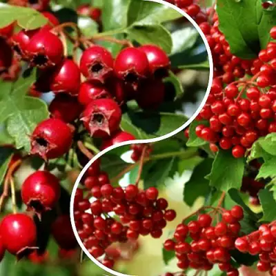 Комплект БУДЬ ЗДОРОВ в Горках