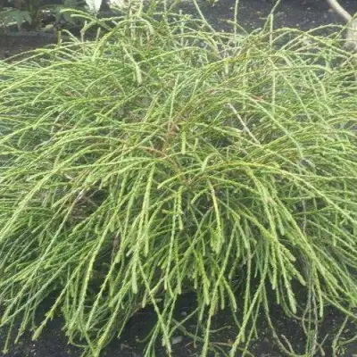 Туя ФИЛИФОРМИС   в Горках