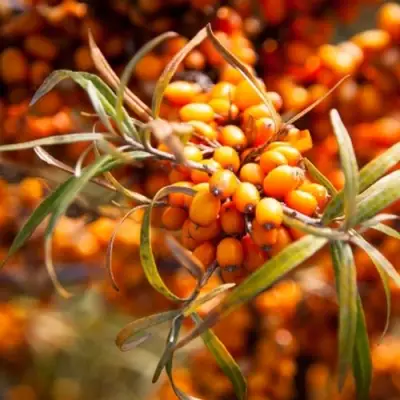 Облепиха ФИНСКАЯ в Горках