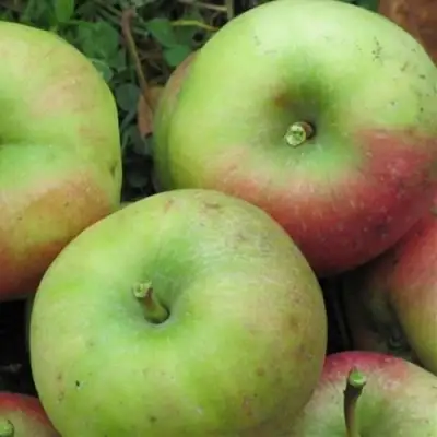 Яблоня ПАМЯТЬ СИКОРЫ в Горках