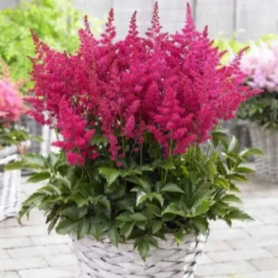 Астильба ЛАКИ ДЕЙ Арендса в Горках