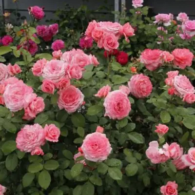 Роза ИНСТИТУТ ЛЮМЬЕР шраб в Горках