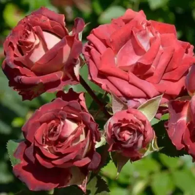 Роза ТИРАМИСУ спрей в Горках