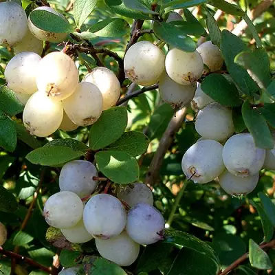 Голубика СНЕГУРОЧКА в Горках