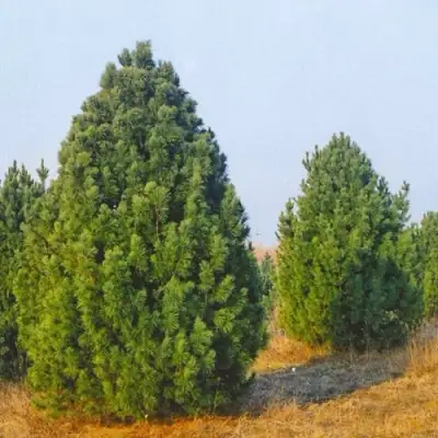 Сосна черная ПИРАМИДАЛИС в Горках