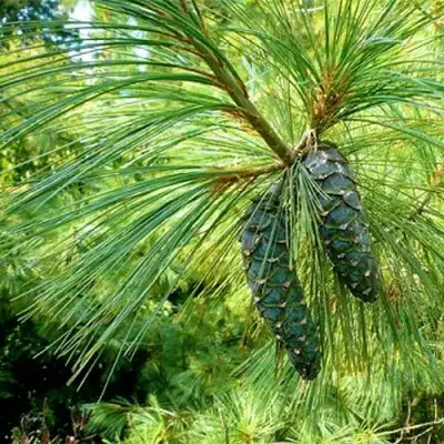 Сосна гриффита в Горках