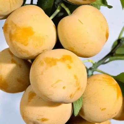 Слива РЕНКЛОД ранний в Горках