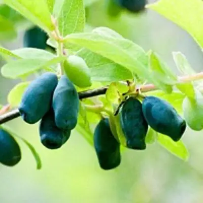 Жимолость съедобная АМФОРА в Горках