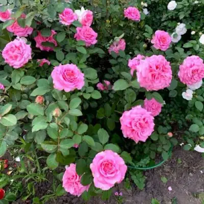 Роза ЭШЛИ чайно-гибридная в Горках