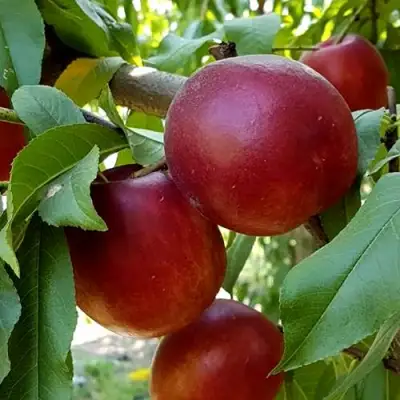 Нектарин ФАНТАЗИЯ в Горках