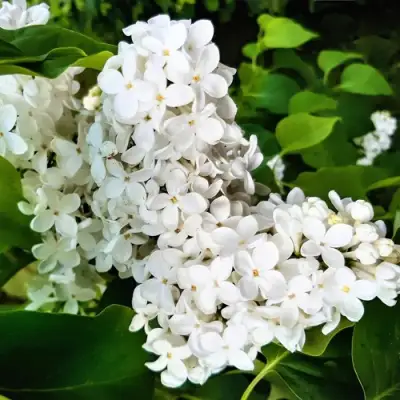 Сирень МАЛЕНЬКИЙ ПРИНЦ в Горках