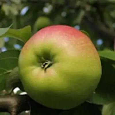 Яблоня СОКОЛОВСКОЕ стелющаяся в Горках