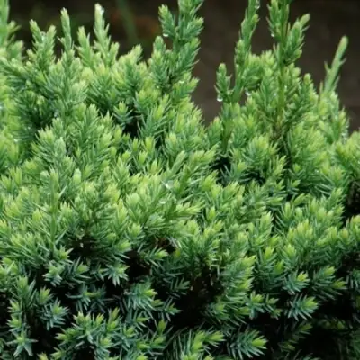 Можжевельник ХОЛГЕР чешуйчатый в Горках