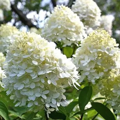 Гортензия БОМБШЕЛ метельчатая в Горках