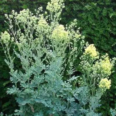 Василистник ГЛАУКУМ желтый в Горках