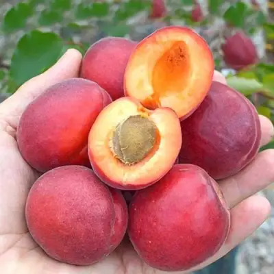 Абрикос РУБИСТА в Горках