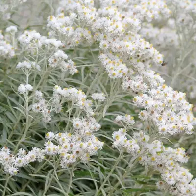 Анафалис ЖЕМЧУЖНЫЙ в Горках