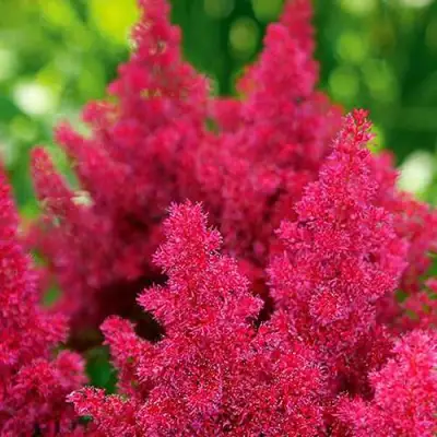 Астильба КОБЛЕНЦ японская в Горках