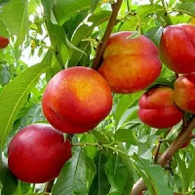 Нектарин ХАРБЛЕЙЗ в Горках