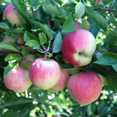 Яблоня ГРУШОВКА МОСКОВСКАЯ в Горках