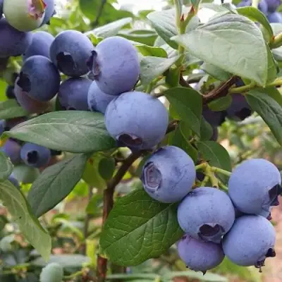 Голубика БЛЮГОЛД в Горках