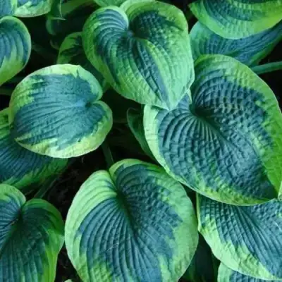 Хоста ТОКУДАМА ФЛАВОЦИРЦИНАЛИС гибридная в Горках