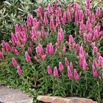 Вероника РОЗЕА колосковая в Горках