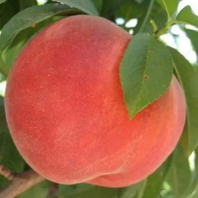 Персик МАЙСКИЙ ЦВЕТОК в Горках