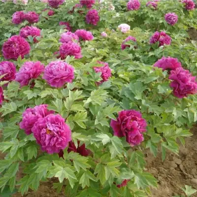 Пион КИТАЙСКИЙ ШЕЛК травянистый в Горках