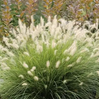 Пеннисетум ХАМЕЛН в Горках