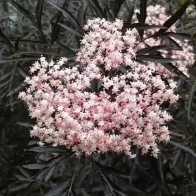 Бузина черная БЛЭК ЛЕЙС ЕВА в Горках