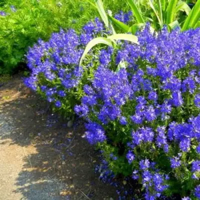 Вероника РОЯЛ БЛЮ большая в Горках