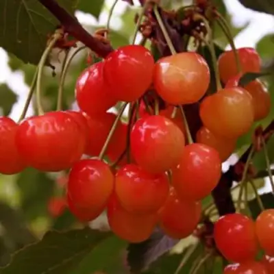 Черешня ДОНЧАНКА в Горках