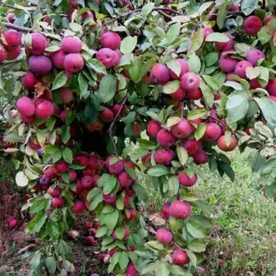 Яблоня ФЛОРИНА в Горках