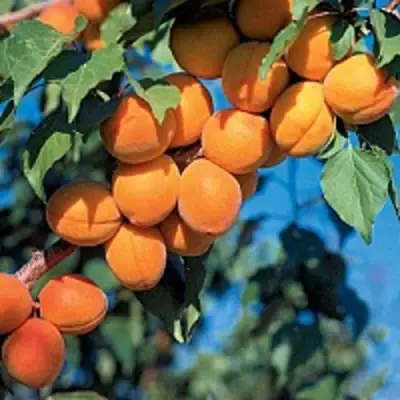 Абрикос ХАРКОТ в Горках