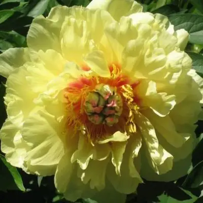 Пион ЗОЛОТАЯ КОРОНА древовидный в Горках