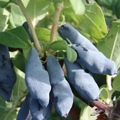 Жимолость съедобная НИМФА (ГАММА) в Горках