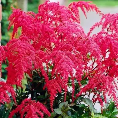 Астильба РЕД ЧАРМ Арендса в Горках