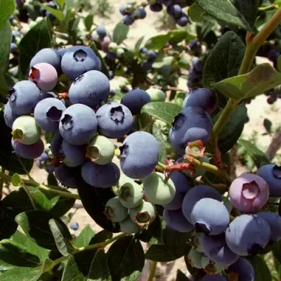 Голубика ЭЛИЗАБЕТ в Горках