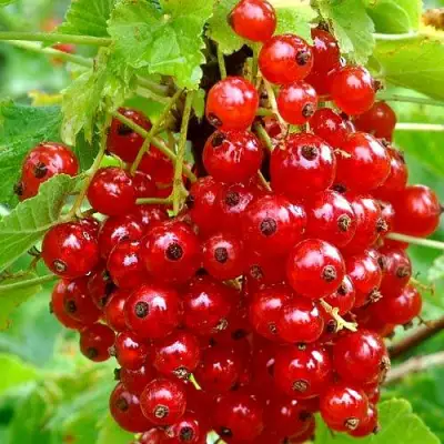 Смородина красная НЕНАГЛЯДНАЯ в Горках